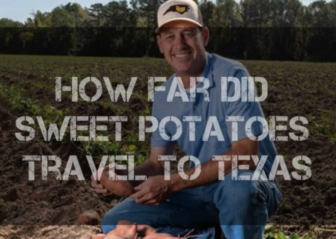 How Far Did Sweet Potatoes Travel to Texas?