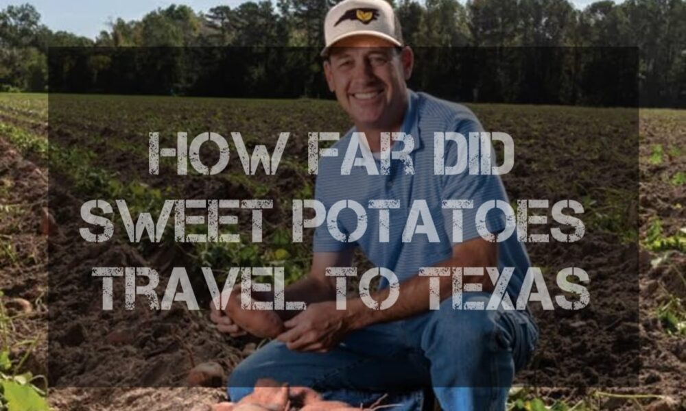 How Far Did Sweet Potatoes Travel to Texas?